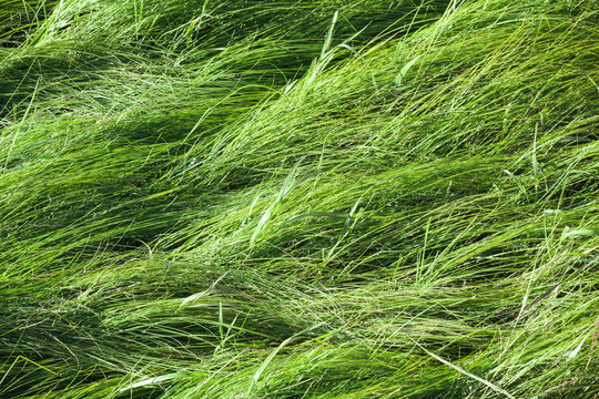 Wild green meadow grass, background photo texture