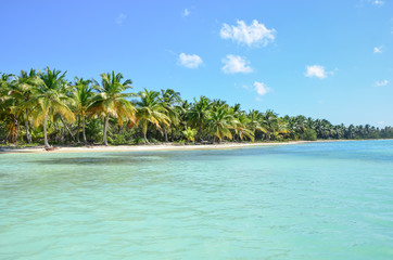 Tropical beach with palm and turquoise sea
