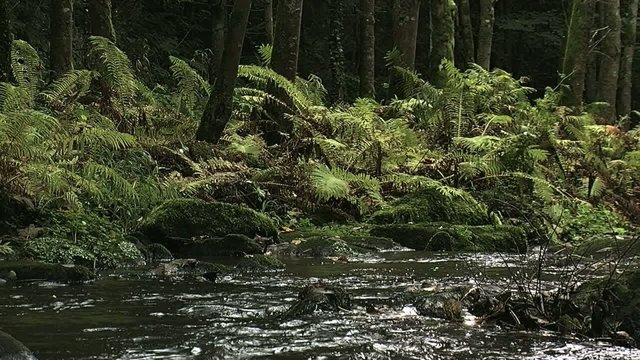 Wilder Fluss