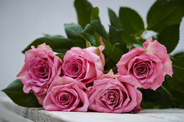 Fototapeta premium roses
