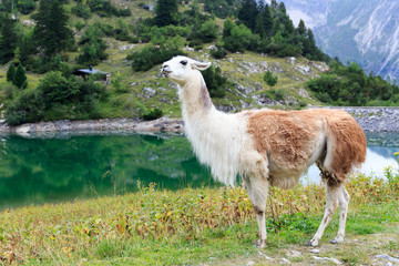 Lama am Traualpsee © johannes86