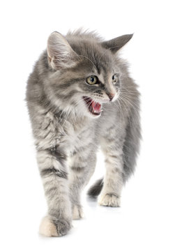 angry maine coon kitten