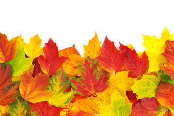 autumn leaves
