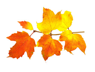 Fototapeta na wymiar autumn leaves