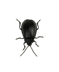 black beetle