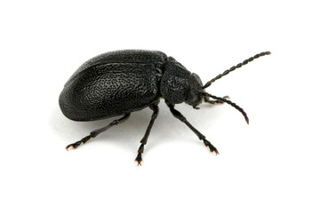 black beetle