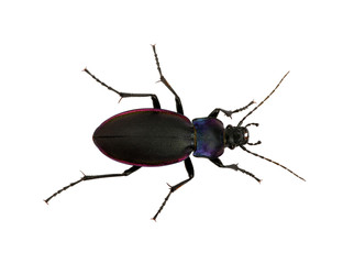 black beetle