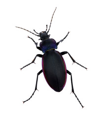 black beetle