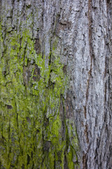 Obraz premium Moss Take Over Coexistence, Closeup