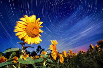 Sunflowers on night - with stars sky and startrails background - 70725674