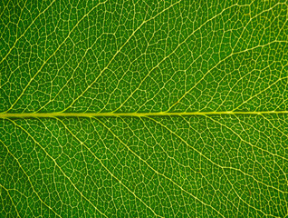 leaf texture