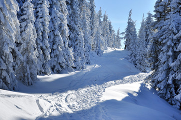 Snow-covered spruces in the mountains