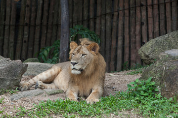 The lion sitting