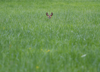 Deer in a field
