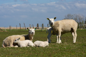 Obraz na płótnie Canvas Flock of lambs