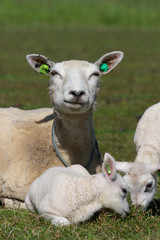 A photo of sheep with lambs