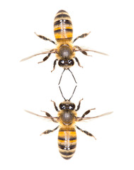 a swarm of bees on a white background