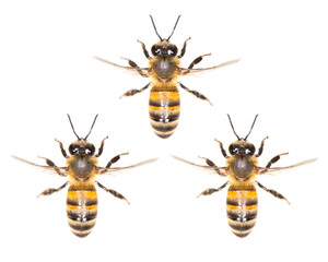 a swarm of bees on a white background