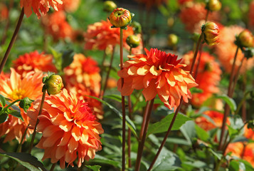 dahlia orange