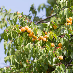apricots on the tree in nature