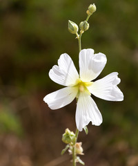 white flower in nature