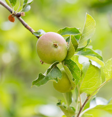 ripe apples on the tree in nature