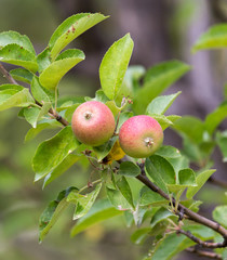 ripe apples on a tree branch