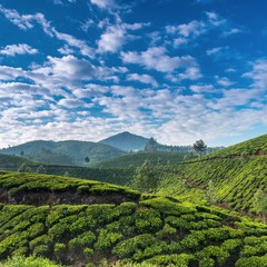 Tea plantations.Kerala.India