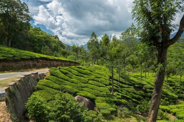 Fototapeta na wymiar Tea plantations.Kerala.India