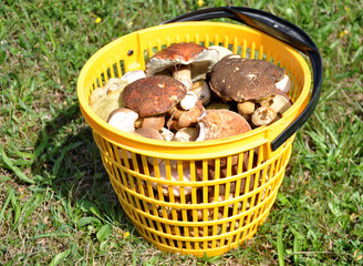 fresh mushrooms