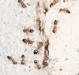 ants on the wall. close-up