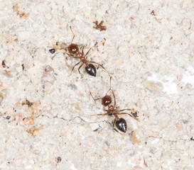 ants on the wall. close-up