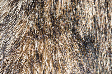 background of the dog's coat