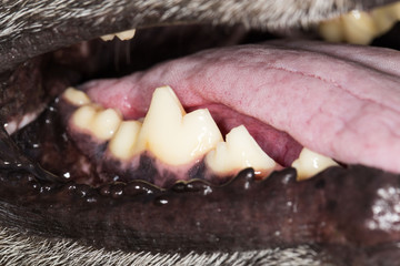 the dog's teeth. close-up