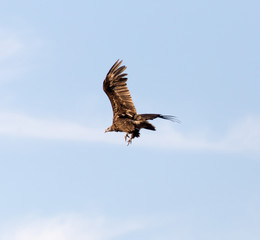 eagle in flight