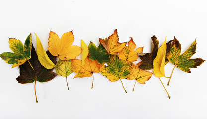 Heap of autumn leaves on white
