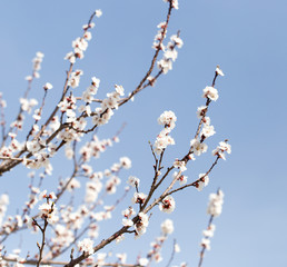 beautiful flowers on the tree in nature