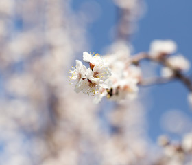 beautiful flowers on the tree in nature