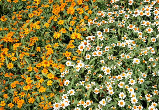 Helenium flowers