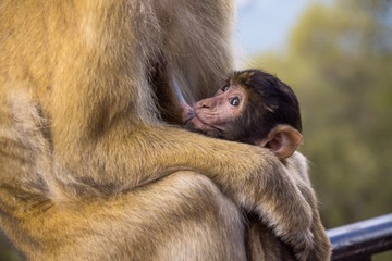 Affenmutter säugt Affenbaby auf Gibraltar