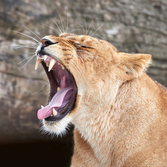 Lion (Panthera leo)