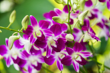 Fototapeta na wymiar Colourful orchid flowers on bright summer day