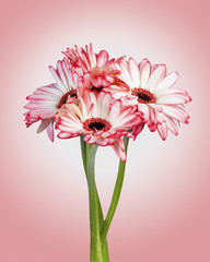 gerber flower bouquet  on pink background