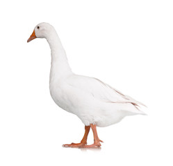 Domestic goose