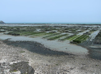 oyster beds at Cancale