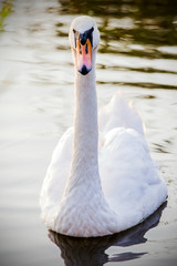 Floating swan