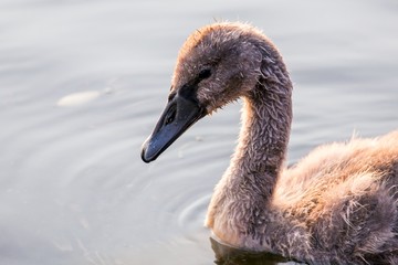 Baby swan