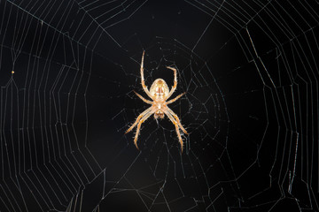spider's web. close-up