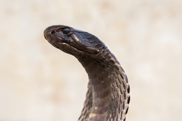 Fototapeta premium Cobra - Schlange