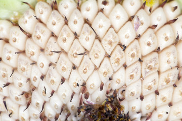 seeds in a sunflower. close-up